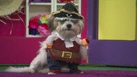 Puppy Pirates!
