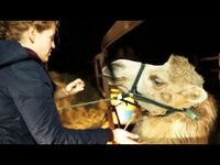 Украли лошадей — заработаем на верблюдах