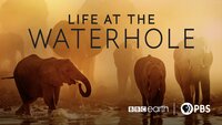 Life at the Waterhole