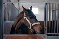 In Harmony with Horses