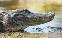 Search for the Crocodile