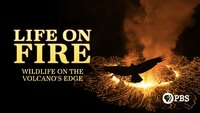 Life on Fire