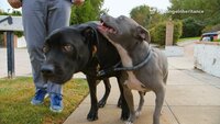 Hollywood Dog Fight
