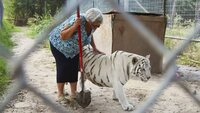 Three Big Cats and a Grandma