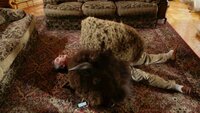Trapped Under a Buffalo Head