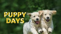 Puppy Days
