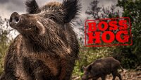 Boss Hog
