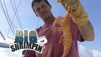 Big Shrimpin'