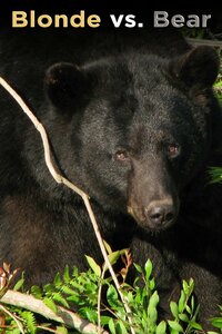 Blonde vs. Bear