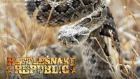 Rattlesnake Republic