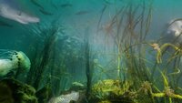 Wonders of the Celtic Deep