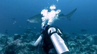 The Pondicherry Shark