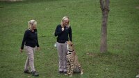 Run, Cheetah, Run