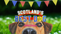 Scotland's Best Dog