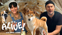 Brad and Sohla Make Dosas