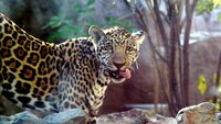 Walking with Jaguars