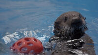Sea Otter Summer Camp