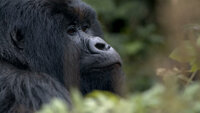 Hazing | Saving The Mountain Gorillas| Rita Moreno