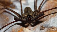 Eight-Legged Nightmare