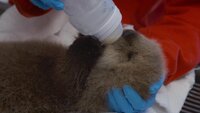 One Way Or An Otter