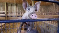 We've Got Pig Problems