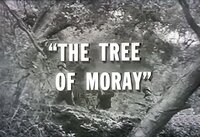 The Tree of Moray