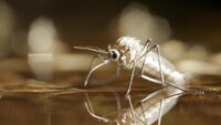 The Optimistic Mosquito