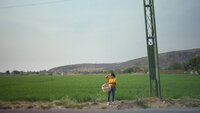 Conchidas