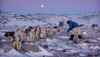 Arctic - Life in the Deep Freeze