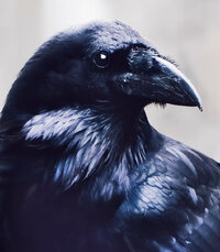 Matthew the Raven