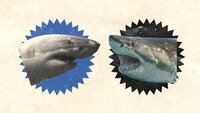 Jaws Awakens: Phred vs. Slash