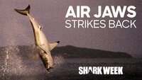 Air Jaws Strikes Back