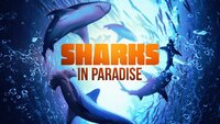 Sharks in Paradise