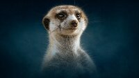 Meerkat: A Dynasties Special