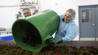 Kelp