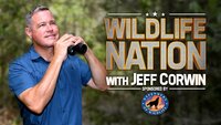 Wildlife Nation with Jeff Corwin