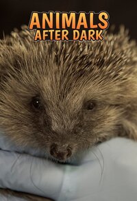 Animals After Dark