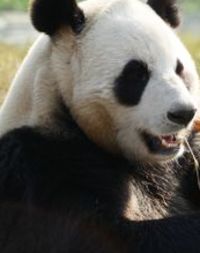 Giant Pandas Go Wild