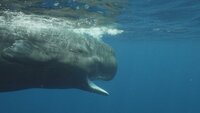 The Church's Fiirm | The Sperm Whales of Dominica | Yannick Nézet-Séguin