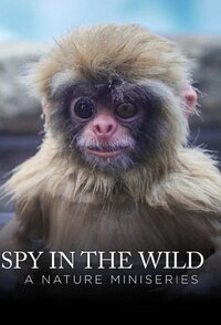Spy in the Wild