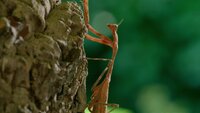 Praying Mantis