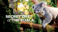 Secret Life of the Koala