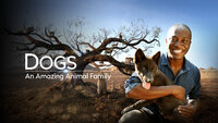 Dogs: An Amazing Animal Family
