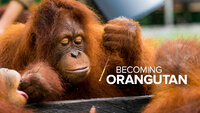 Becoming Orangutan