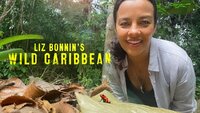 Liz Bonnin's Wild Caribbean