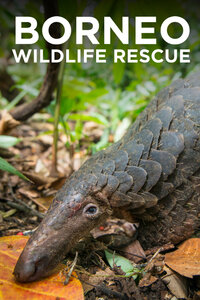 Borneo Wildlife Rescue