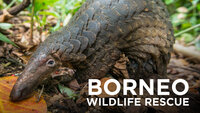 Borneo Wildlife Rescue