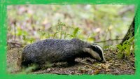 Meet the Badgers