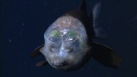 Deep Ocean