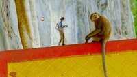 Andy and the Long-Tailed Macaques
